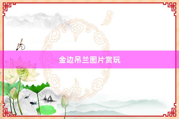金边吊兰图片赏玩